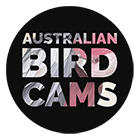 Australian Bird Cams